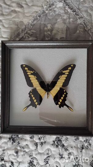 Бабочка в рамке Papilio thoas (сувенир, подарок)