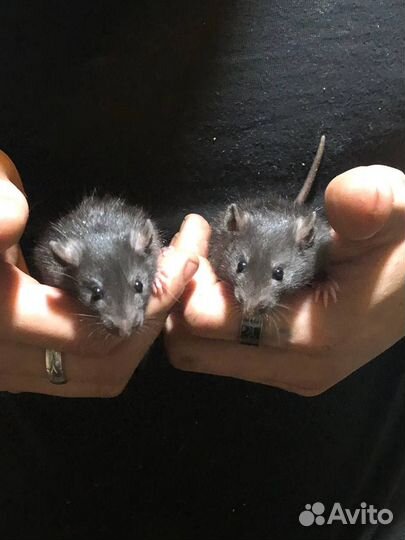 Крысята бесплатно