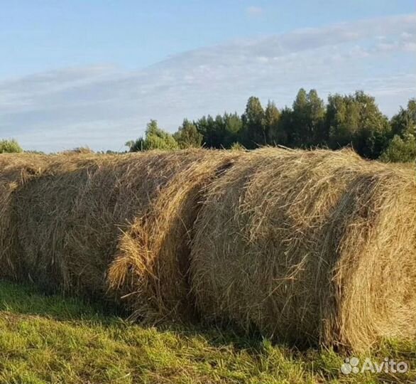 Продам сено в тюках