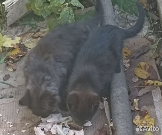 Отдам в добрые руки