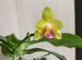 Орхидеи POM, Mituo