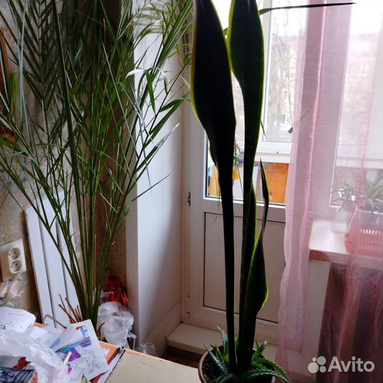 Сансевиерия