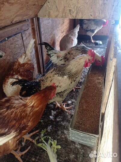 Молодые петушки