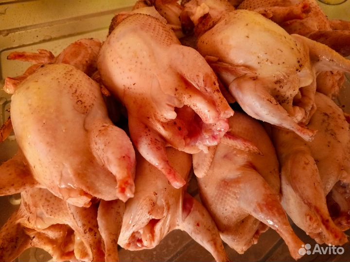 Продам техасских перепелов