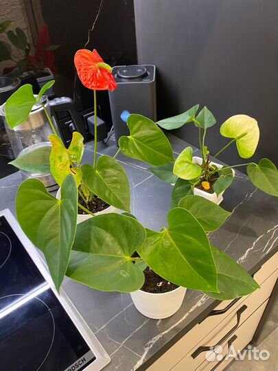 Антуриумы Бейби Перпл, Чемпион ред, кокос