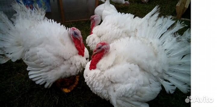 Индюшата биг 6, 2 месяца