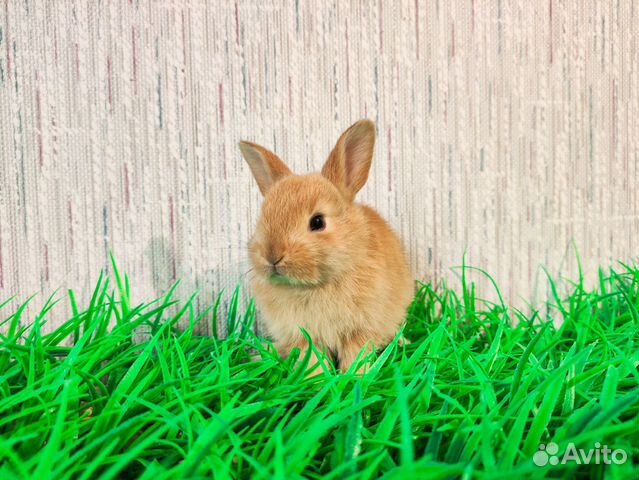 Мини карликовый кролик - ручной объявление продам