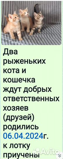 Отдам в добрые руки