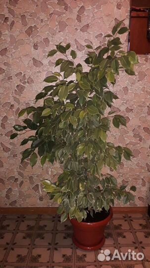 Фикус бенджамина