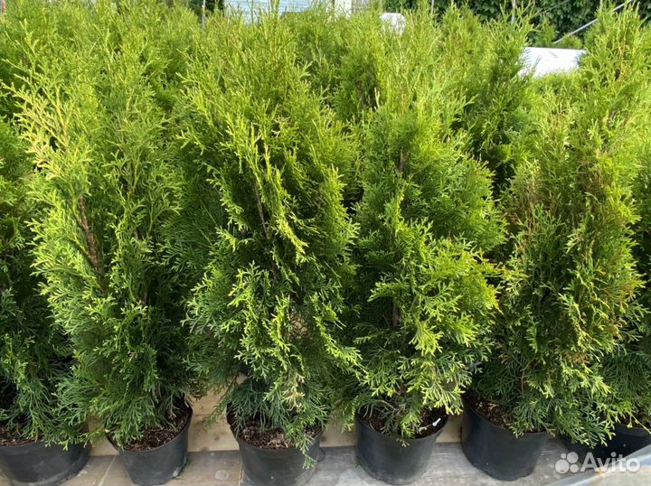 Саженцы хвойных растений