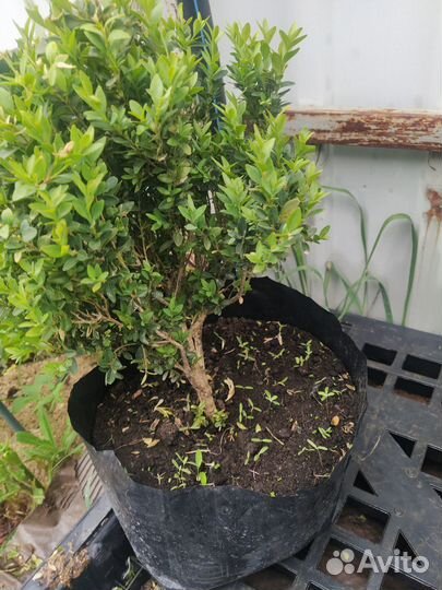 Саженцы самшита