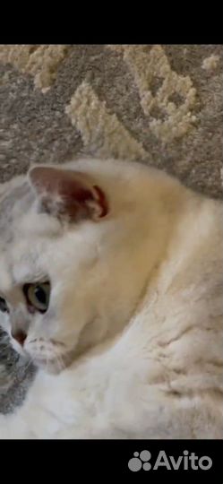 Шотланская кошка