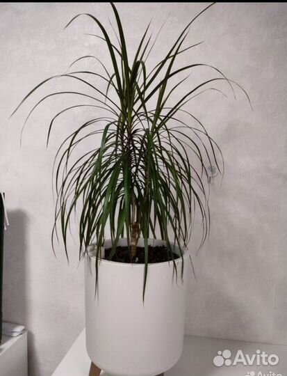 Комнатные растения цветы большие