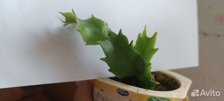 Декабрист шлюмбергера