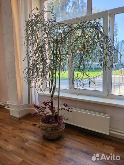 Комнатные цветы