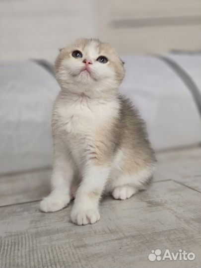 Вислоухий котенок