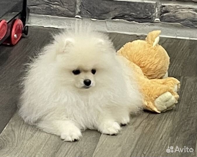 Шпиц