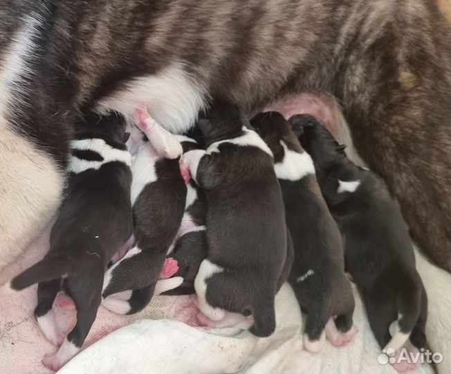 Родовспоможение собак