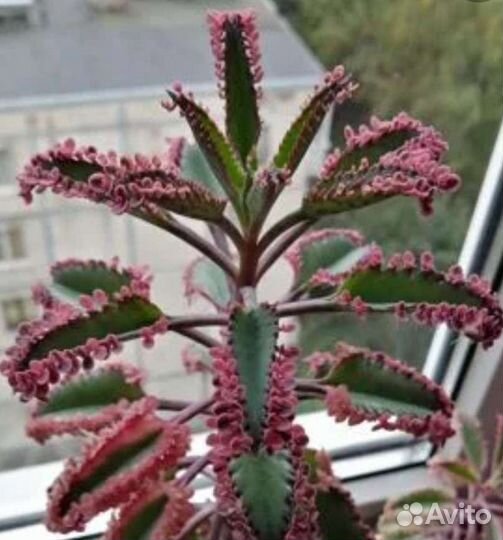 Вариегатные комнатные растения