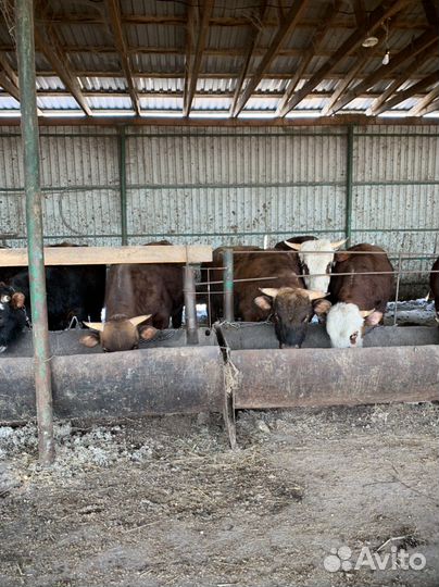 Быки на мясо