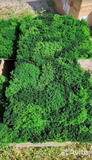 Панели из мха Стабилизированный мох 25х50см