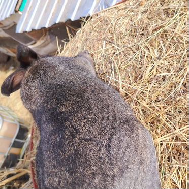 Домашняя птица и помесные кролики