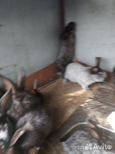 Кролик Полтавское серебро