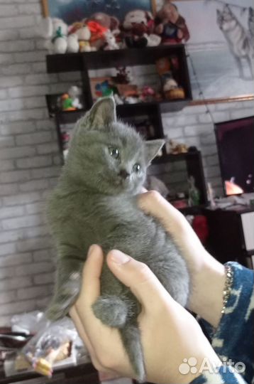 Отдам бесплатно в добрые руки, 4 котика