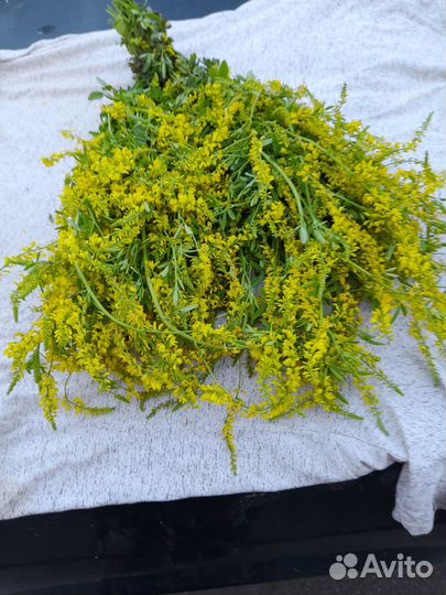 Душица,донник,зверобои,чебрец