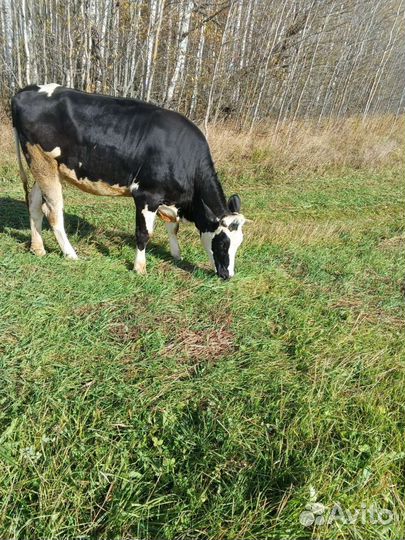 Нетель,отел 29 апреля. Голштина с айширой