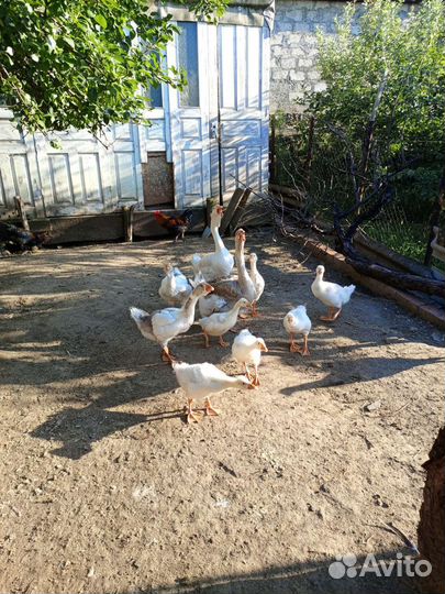 Гуси холмогоры