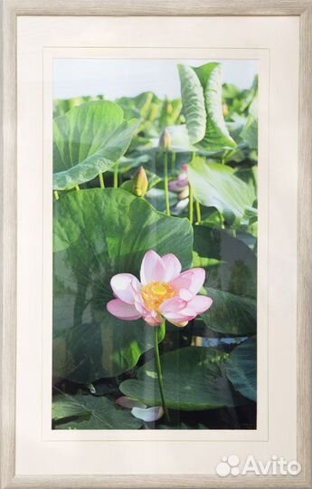 Лотос Флора Природа Астрахань Пейзаж Фото Картина