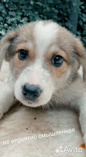 Щенки самые лучшие