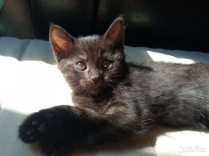 Котята. Две красивые девочки ждут своих хозяев