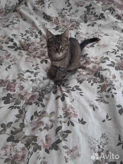Кошка 2 мес