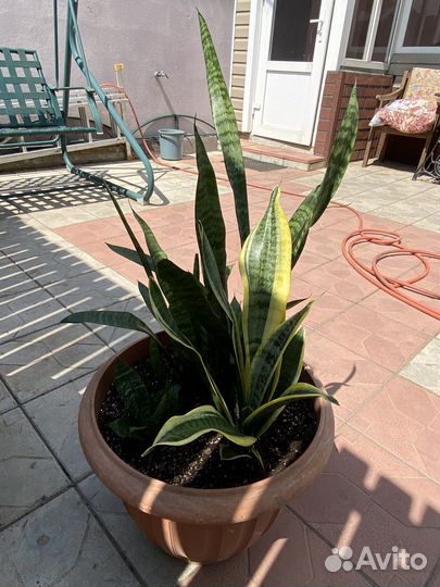 Патио, Сансевиерия,большой горшок