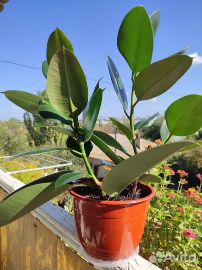 Фикус каучуконосный