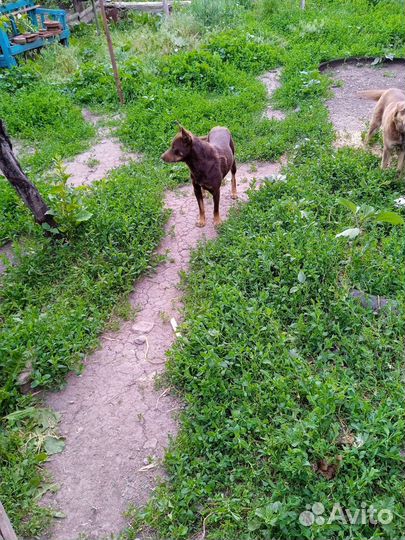 Щенки и собаки