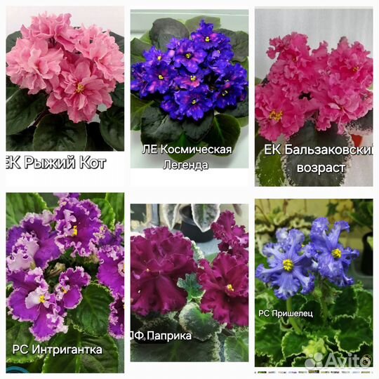 Детки сортовых фиалок