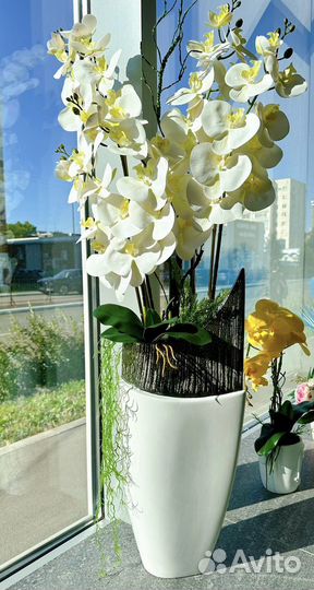 Орхидея белая для дома и офиса