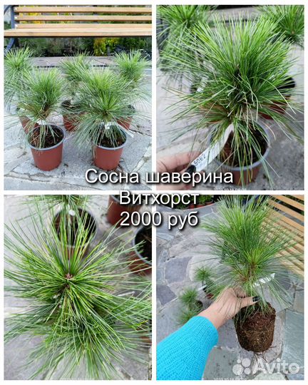 Сосна Шаверина