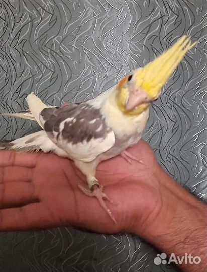 Продам ручных птенцов корелл