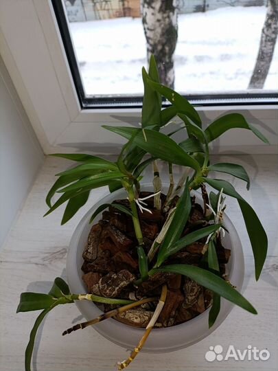 Орхидея дендробиум Берри ода