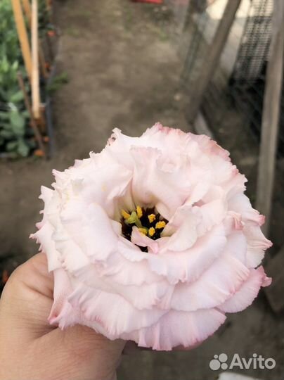 Срез эустомы