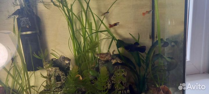 Аквариумные рыбки