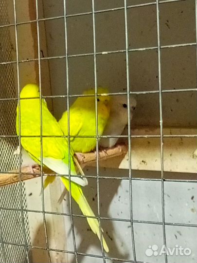 Продаю волнистых попугаев, получехи