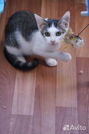 Котёнок крысолов