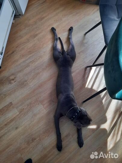 Питбультерьер