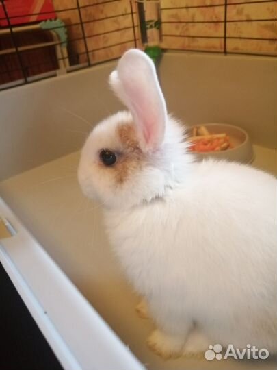 Карликовый кролик