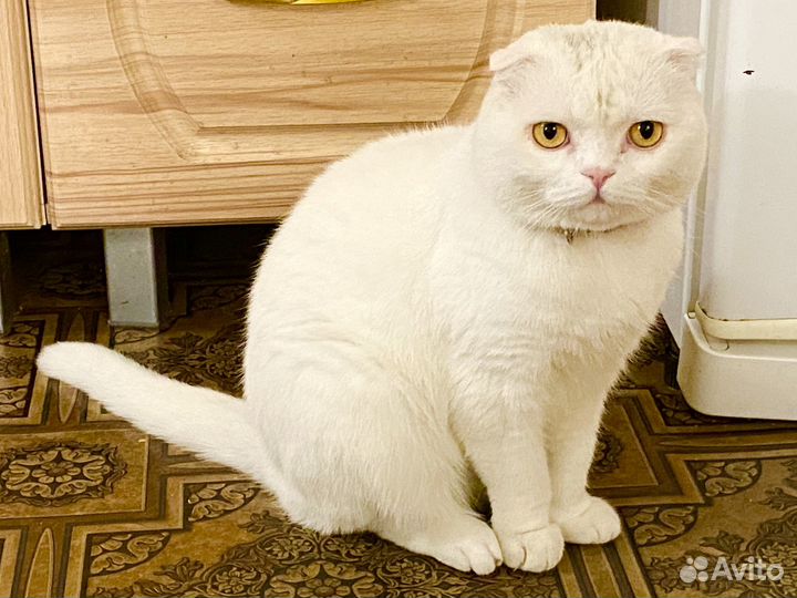 Шотландская вислоухая (мальчик)
